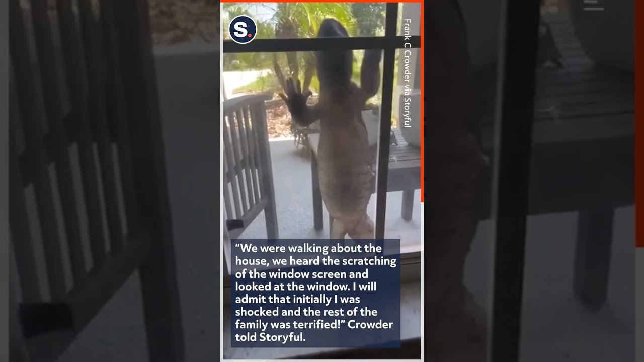 Monitor Lizard Scales Window of Florida Home