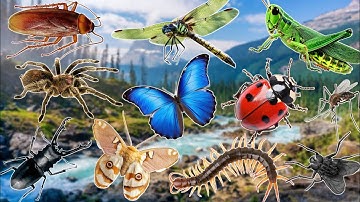 Insects Sounds For Kids | Animals Sounds | Animals Sounds For Kids 