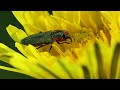 MACROVIDEO: Anthaxia hungarica feeding on pollen