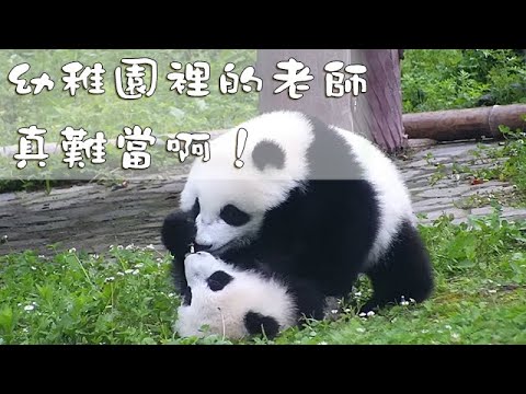 《熊貓早晚安》幼稚園裡的老師真難當啊！ | iPanda熊貓頻道