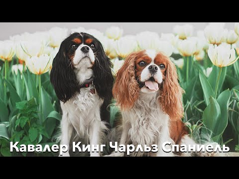 Video: Kavaliera Kinga Čārlza Spaniels - Hipoalerģisks, Veselīgs Un Dzīvotspējīgs