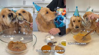 Golden Retrievers Bake Pupcakes And It's Pure Chaos