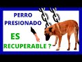 Como recuperar a un perro que se le ha presionado en exceso de cachorro