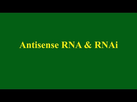 Video: Pitkä Koodaamaton RNA Pvt1 Säätelee Granulosyyttisten Myeloidiperäisten Suppressorisolujen Immunosuppressioaktiivisuutta Tuumoria Kantavissa Hiirissä