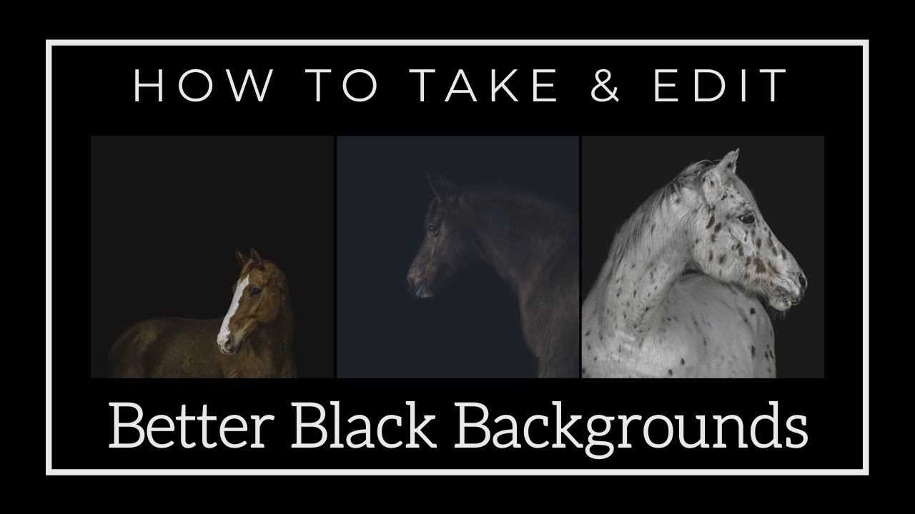 Creating Stunning Portraits with Black Backgrounds A Horse Photography