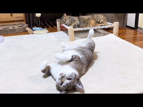 大好きな柴犬がいなくなると猫たちはこうなります…