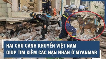 Hai chú cảnh khuyển Việt Nam giúp tìm kiếm các nạn nhân ở Myanmar