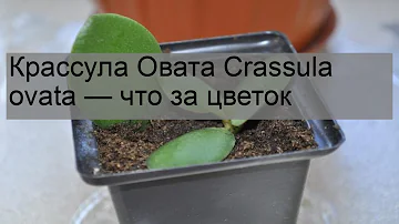 Крассула Овата Crassula ovata — что за цветок