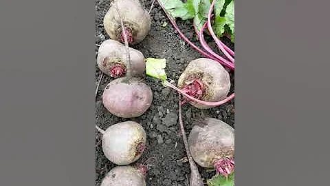 Лучший сорт свеклы.