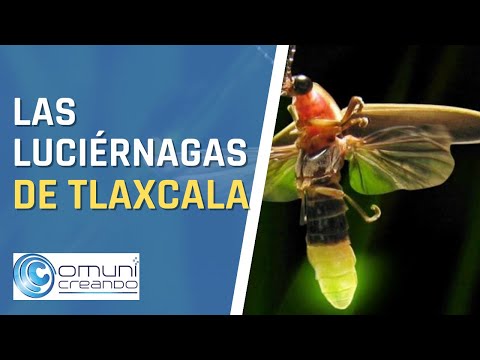 What you should know about fireflies in Tlaxcala