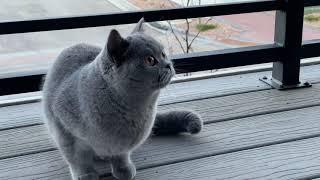 Cute British shorthair cat freaks out and reacts to barn swallow birds by chirping.