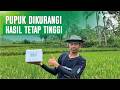 INGIN HEMAT MODAL? COBA INI! CARA BUDIDAYA PADI SIMPLE, PEMUPUKAN CUMA 2 KALI