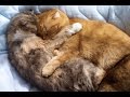 Cute Cat Mom Hugs Kitten Maru♡子猫のまるを抱きしめるかわいい猫のお母さん