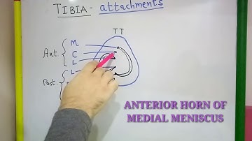 TIBIA PART-2 ATTACHMENTS BY DR MITESH DAVE