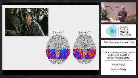 Neural representations of faces, bodies, and objects in ventral temporal cortex