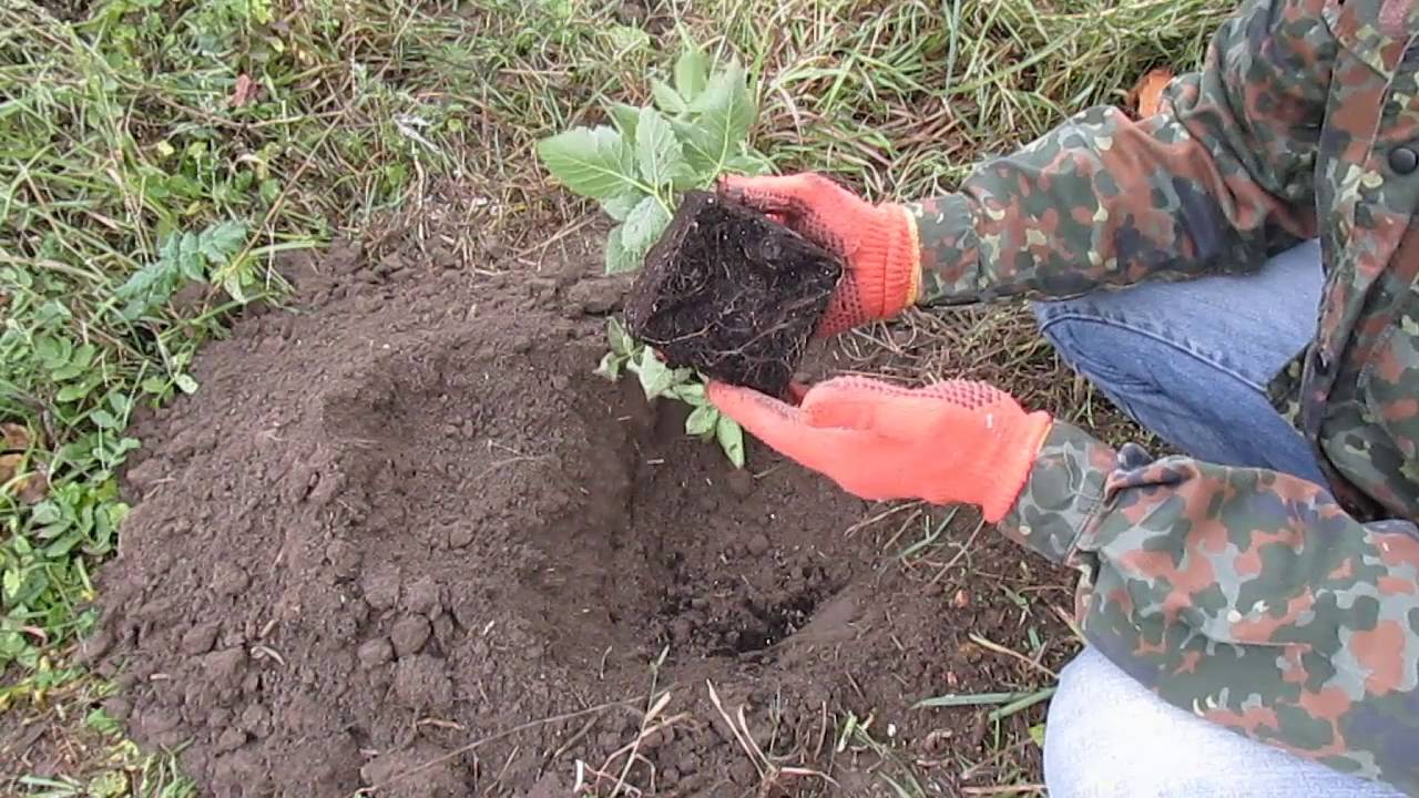 Натчез Ежевика Описание Сорта Фото Отзывы Садоводов