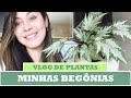 [VLOG] - Minhas Begônias