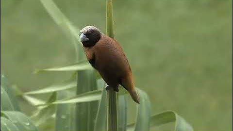 سورة النمل من الآية(19) الى الآية (25)