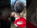 Amazing Bighead Fish Breeding System #shorts