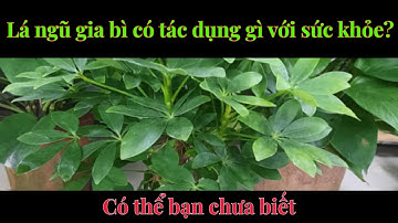 Lá ngũ gia bì có tác dụng gì với sức khỏe?