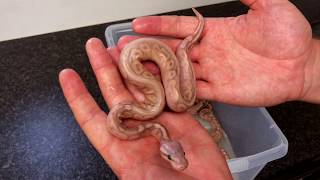 Celebrity Ball Python Hatchling! Cool results! Net Worth