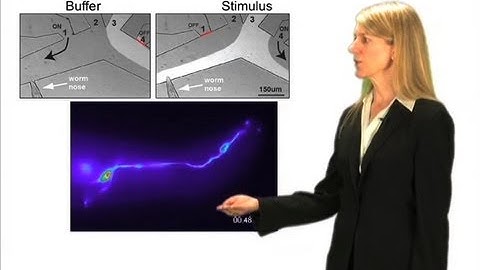 Odor Experiment - Cori Bargmann (Rockefeller/HHMI)