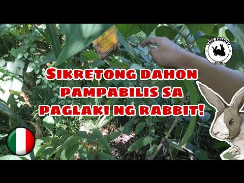 Video: Paano Maghilom Ng Isang Kuneho