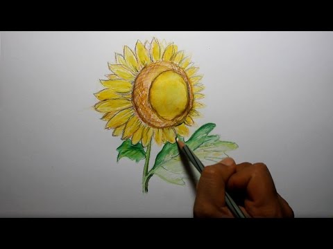  cara  menggambar  bunga  matahari  YouTube