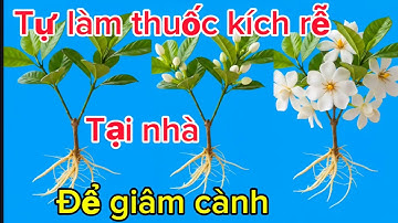 Cách tự làm thuốc kích rễ giâm cành ra rễ siêu nhanh 
