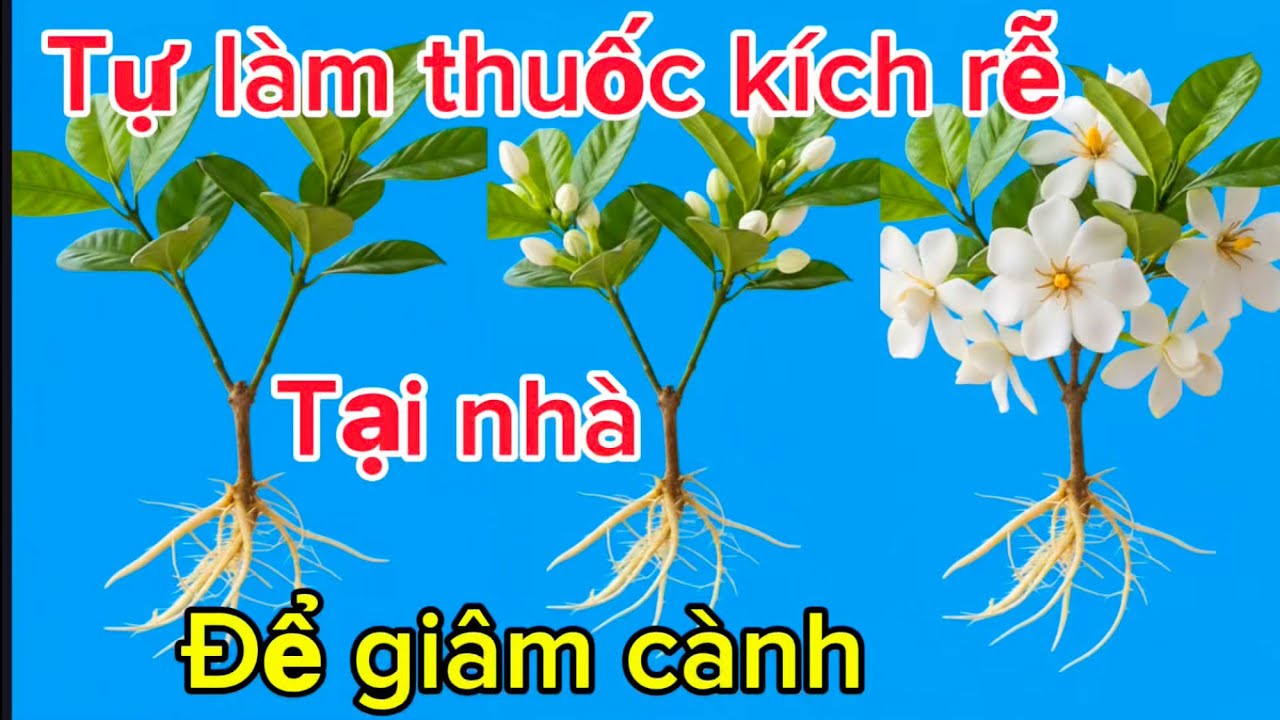 Cách tự làm thuốc kích rễ giâm cành ra rễ siêu nhanh 