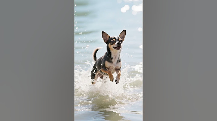 Chihuahua Funny Videos – You Won’t Believe This Mission Impossible Pool Stunt! #shorts #chihuahua