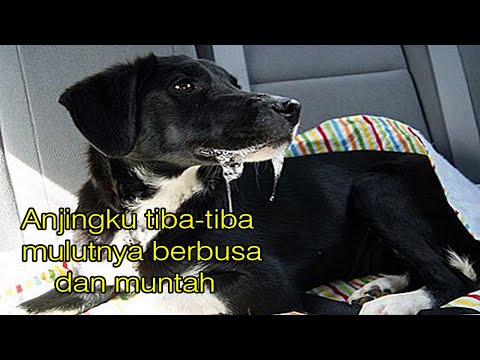 Video: Apa Yang Perlu Dilakukan Jika Anjing Anda Muntah Dengan Busa