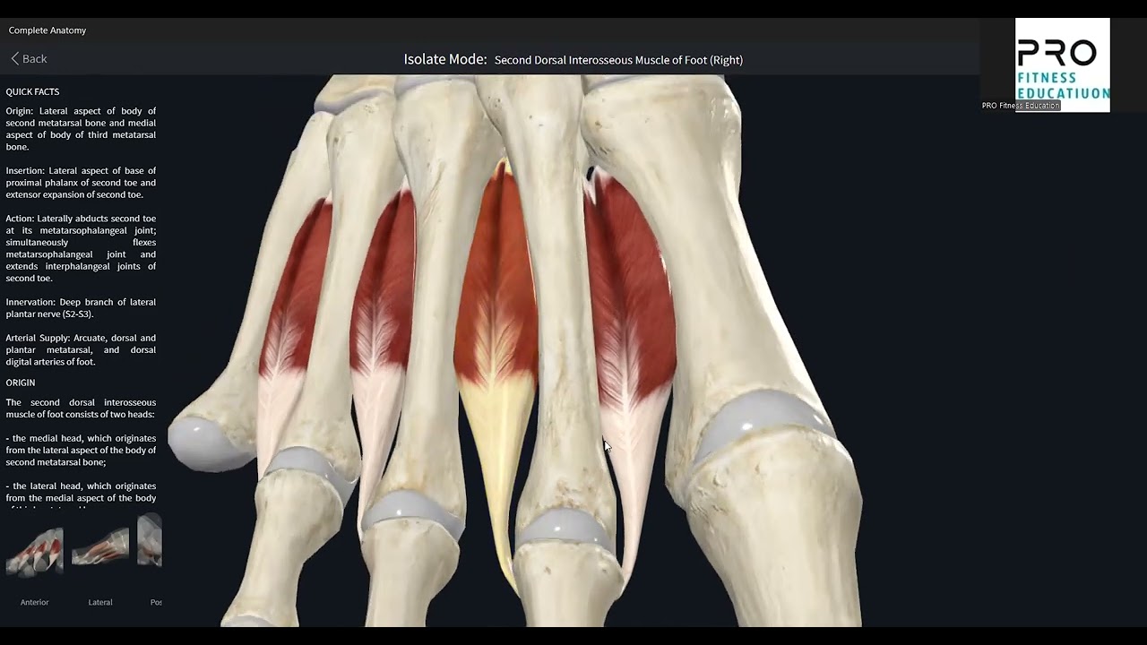 Мышцы стопы. Тыльная группа. Краткий обзор мышц и упражнения на растяжку.