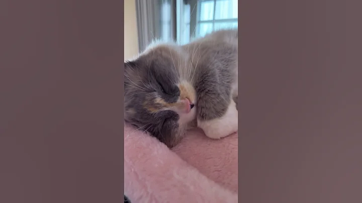 Video 9093061: cats cutecats kitty catlover, little kitty cat, pretty kitty