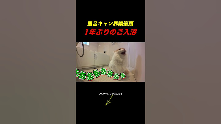 1年ぶりのお風呂で大号泣してしまう猫がこちら...。 #cat #ねこ#funny