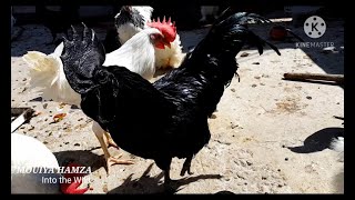 black chicken روتيني اليومي مع اغلى انواع الدجاج