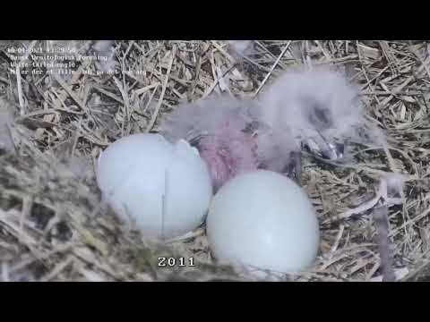 Video: Udklækkede ørne i en stor bjørn?