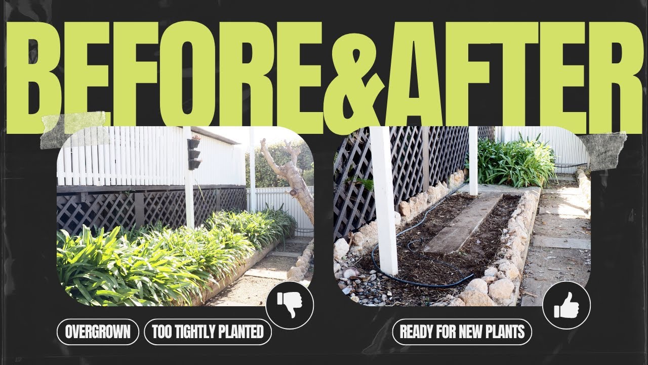 Removing Agapanthus from a tight area Hard to get out Agapanthus