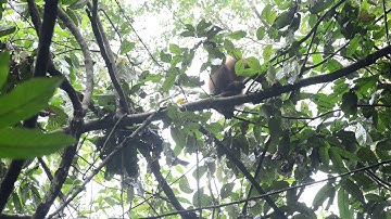 Climbing in the canopy