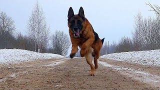 German Shepherd Gilmore save man