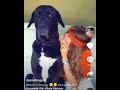Girl annoying dog (tik tok) Whatsapp Status Video Download Free
