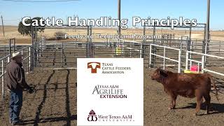 Cattle Handling in Pens and Individual Cattle