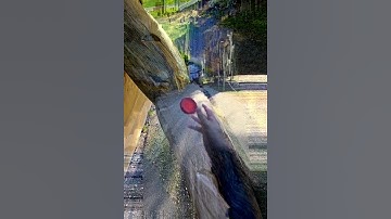 Dailey mosh The red lens flow datamoshing style video