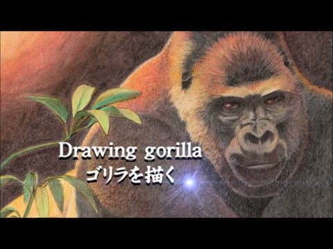 色鉛筆 パステル リアルなゴリラの描き方 How To Draw A Gorilla Pastels And Color Pencils Drawing Youtube