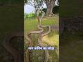 नाग-नागिन का रोमांचक जोड़ा भाग 2 🐍 | नागिन और नाग का धमाकेदार मुकाबला