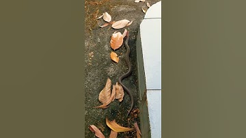 Rắn hổ lửa lâu rồi mới thấy lại 😱 #shorts