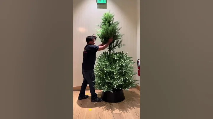Final Product: Stunning Grand Duchess Balsam Fir Christmas Tree 2024 #christmas