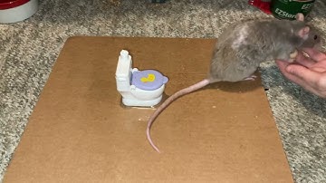 My smart pet rat Crumb fetching from a toilet!