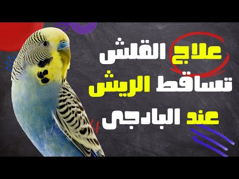 فيديو: لماذا تفقد العصافير ريشها؟