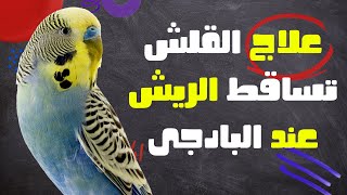 حل وعلاج مشكلة تساقط الريش عند البادجي